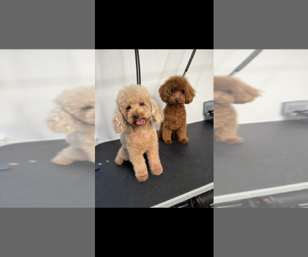 Medium Photo #3 Poodle (Toy) Puppy For Sale in CARMICHAEL, CA, USA