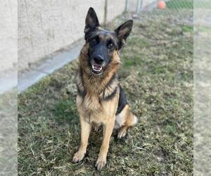 German Shepherd Dog Dogs for adoption in Modesto, CA, USA