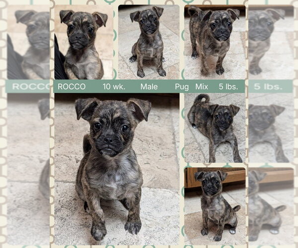 Medium Photo #1 Pug Puppy For Sale in Mesa, AZ, USA