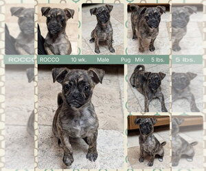 Pug Dogs for adoption in Mesa, AZ, USA