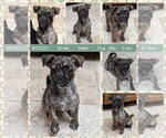Small Pug