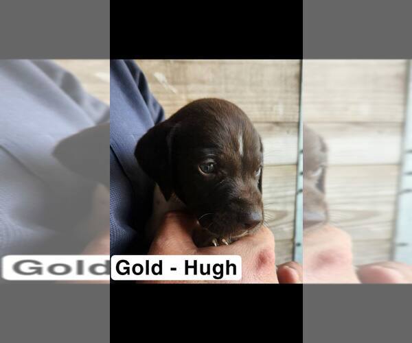 Medium Photo #2 German Shorthaired Pointer Puppy For Sale in EDENTON, NC, USA