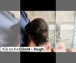 Small Photo #12 German Shorthaired Pointer Puppy For Sale in EDENTON, NC, USA