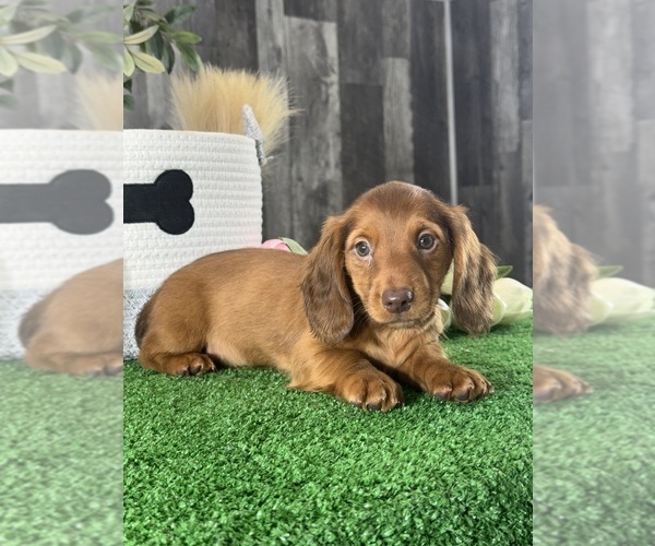Medium Photo #1 Dachshund Puppy For Sale in CANOGA, NY, USA