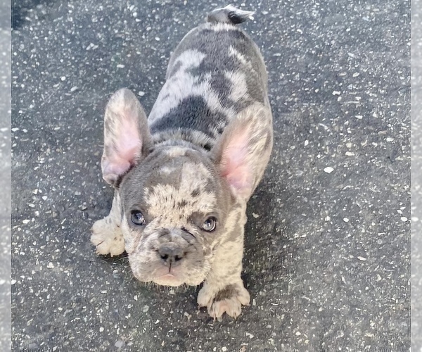 Medium Photo #6 French Bulldog Puppy For Sale in NEW MILFORD, CT, USA