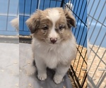 Reba - Female Miniature Australian Shepherd Puppy for Sale - Photo #3