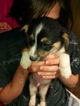 Small Photo #24 Border Collie-Pembroke Welsh Corgi Mix Puppy For Sale in ORCHARD, CO, USA