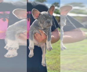 French Bulldog Puppy for sale in BROOKSVILLE, FL, USA