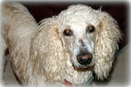 Small Photo #1 Goldendoodle Puppy For Sale in GUTHRIE, NC, USA