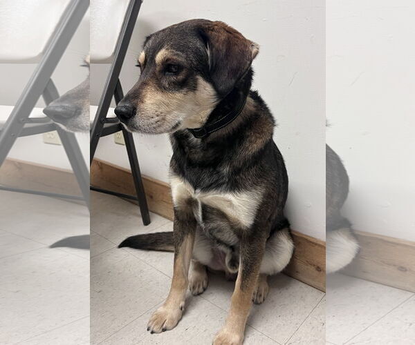 Medium Photo #4 Labsky Puppy For Sale in Webster, WI, USA