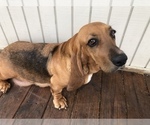 Small Photo #1 Basset Hound Puppy For Sale in HARTVILLE, MO, USA