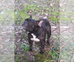 French Bulldog Puppy for sale in NEW WAVERLY, TX, USA