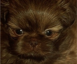 Shih Tzu Litter for sale in FANNING SPGS, FL, USA