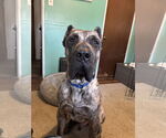 Small #2 Presa Canario