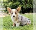 Small #2 Pembroke Welsh Corgi