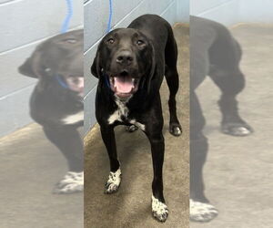 Retriever -Unknown Mix Dogs for adoption in Evansville, IN, USA