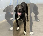 Small Retriever  Mix