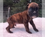 Small #2 Boxer