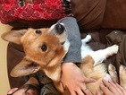Small Photo #1 Pembroke Welsh Corgi Puppy For Sale in GREAT BEND, KS, USA