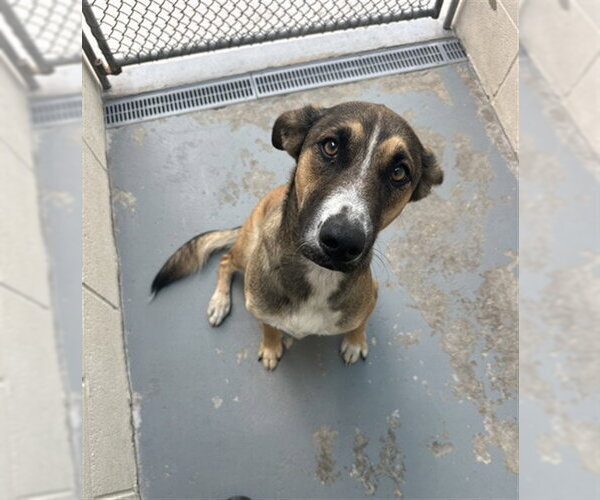 Medium Photo #2 German Shepherd Dog-Unknown Mix Puppy For Sale in Corpus Christi, TX, USA