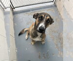 Small #1 German Shepherd Dog Mix