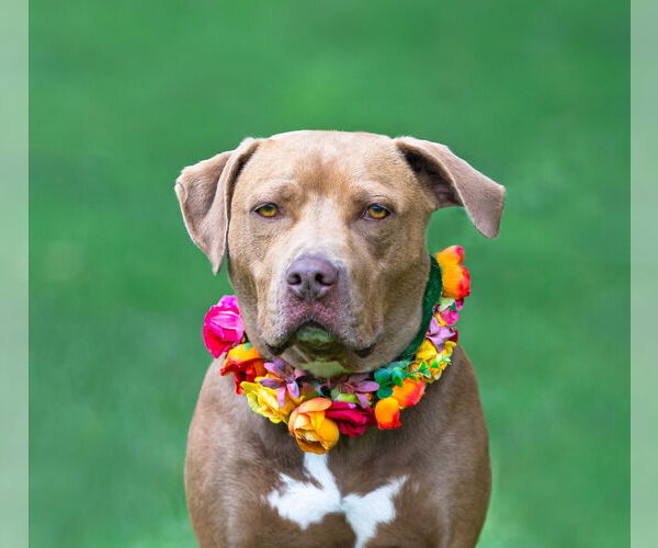 Medium Photo #4 Mutt Puppy For Sale in Unionville, PA, USA