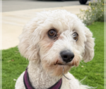 Small Colonial Cocker Spaniel-Poodle (Miniature) Mix