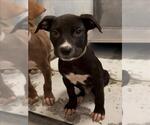 Small Labrador Retriever Mix
