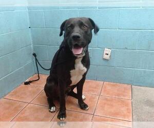 Labrador Retriever-Unknown Mix Dogs for adoption in Downey, CA, USA