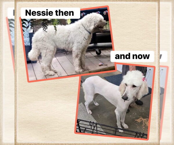 Medium Photo #3 Pyredoodle Puppy For Sale in Alexander, AR, USA