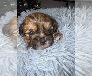Medium Shorkie Tzu