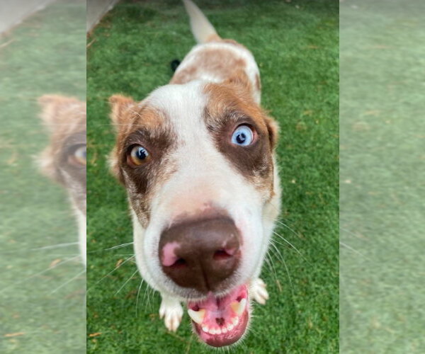 Medium Photo #4 Catahoula Leopard Dog-Unknown Mix Puppy For Sale in Lakewood, CO, USA