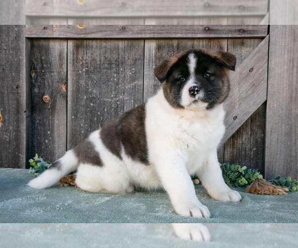 Medium Photo #2 Akita Puppy For Sale in MILLERSBURG, OH, USA