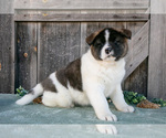 Small #1 Akita