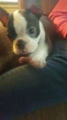 Boston Terrier Puppy for sale in SALEM, OR, USA