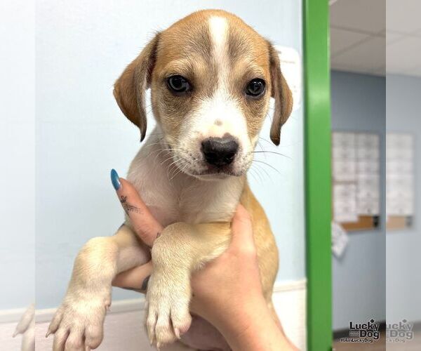 Medium Photo #2 Labrador Retriever-Retriever  Mix Puppy For Sale in Washington, DC, USA