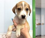 Small #1 Labrador Retriever-Retriever  Mix
