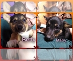 Small Photo #67 Pembroke Welsh Corgi-Scottish Terrier Mix Puppy For Sale in GREELEY, CO, USA