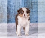 Small Photo #10 Australian Shepherd Puppy For Sale in ROBERTS, IL, USA