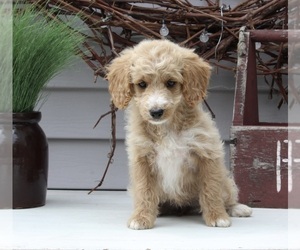 Goldendoodle (Miniature) Puppy for sale in SUGARCREEK, OH, USA