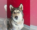 Small Siberian Husky Mix