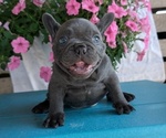 Small #9 French Bulldog