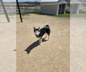 Siberian Husky Dogs for adoption in Maquoketa, IA, USA