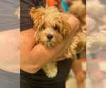 Small #1 Cavapoo