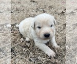 Small #2 Maremma Sheepdog