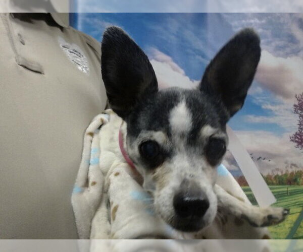 Medium Photo #1 Mutt Puppy For Sale in Moreno Valley, CA, USA