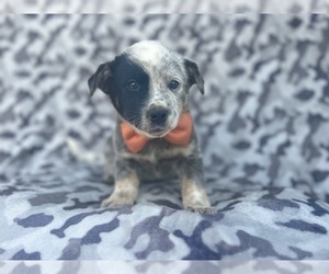 Australian Cattle Dog Puppy for sale in LAKELAND, FL, USA