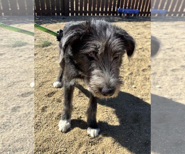 Medium Photo #5 Border Terrier-Schnauzer (Giant) Mix Puppy For Sale in Incline Village, NV, USA