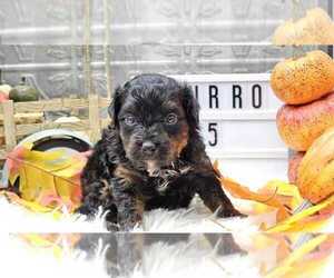 Aussiedoodle Miniature  Puppy for sale in COLLEGE STA, TX, USA