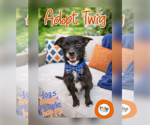 Medium Photo #1 Chihuahua Puppy For Sale in Menifee, CA, USA